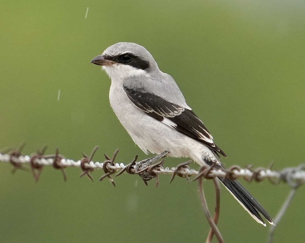 Loggerhead Shrike - ML623309505