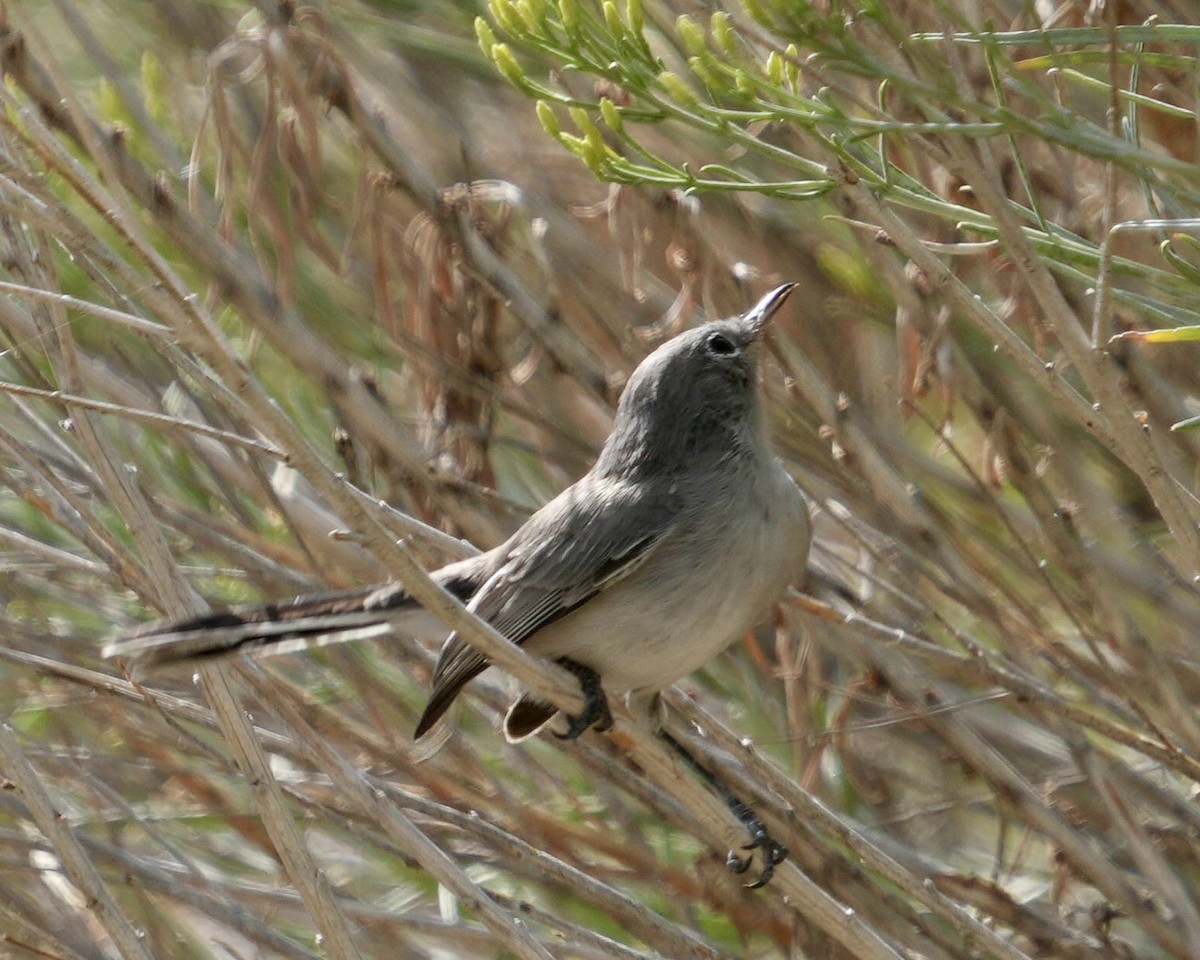 Blue-gray Gnatcatcher - ML623309521