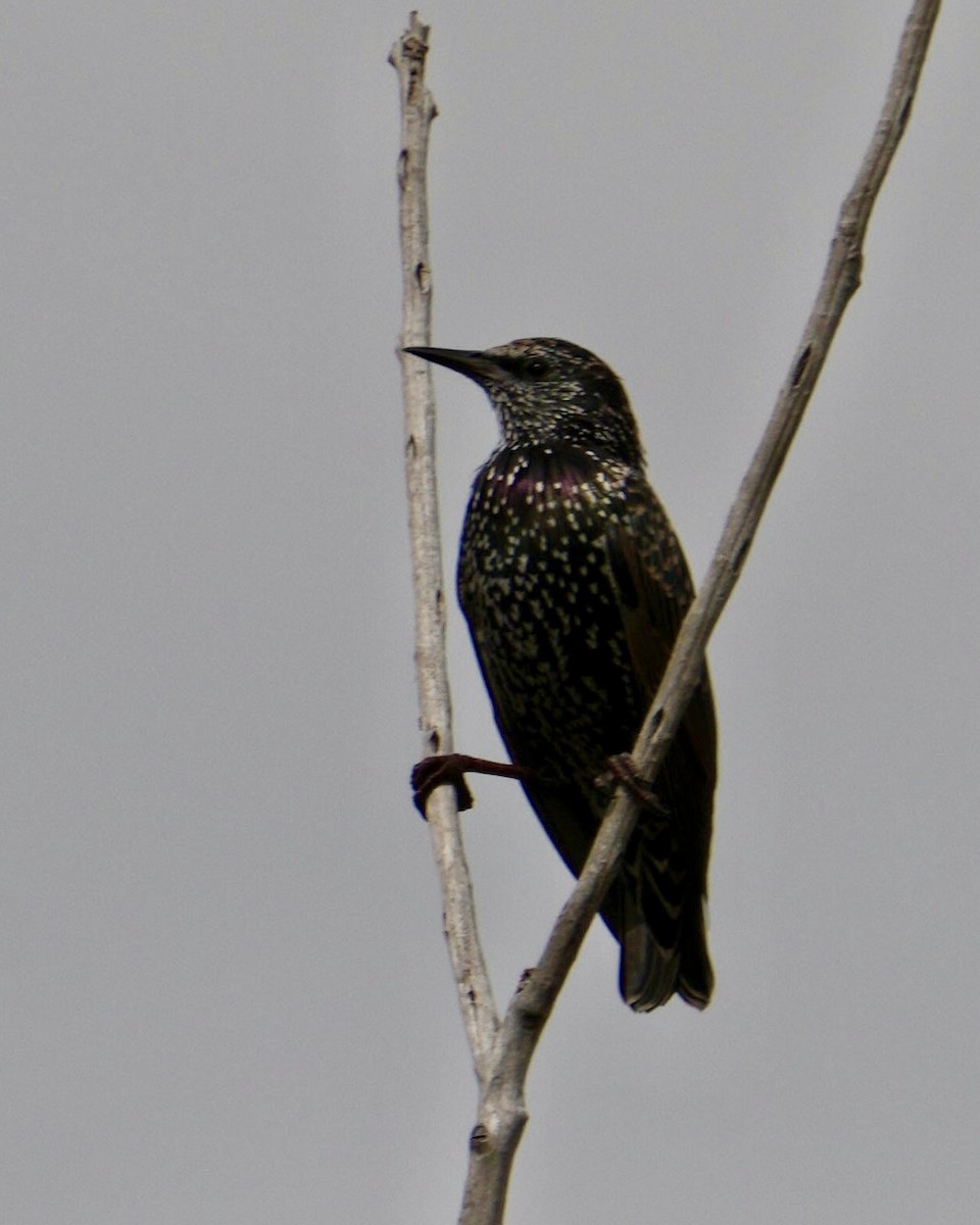 European Starling - ML623309524