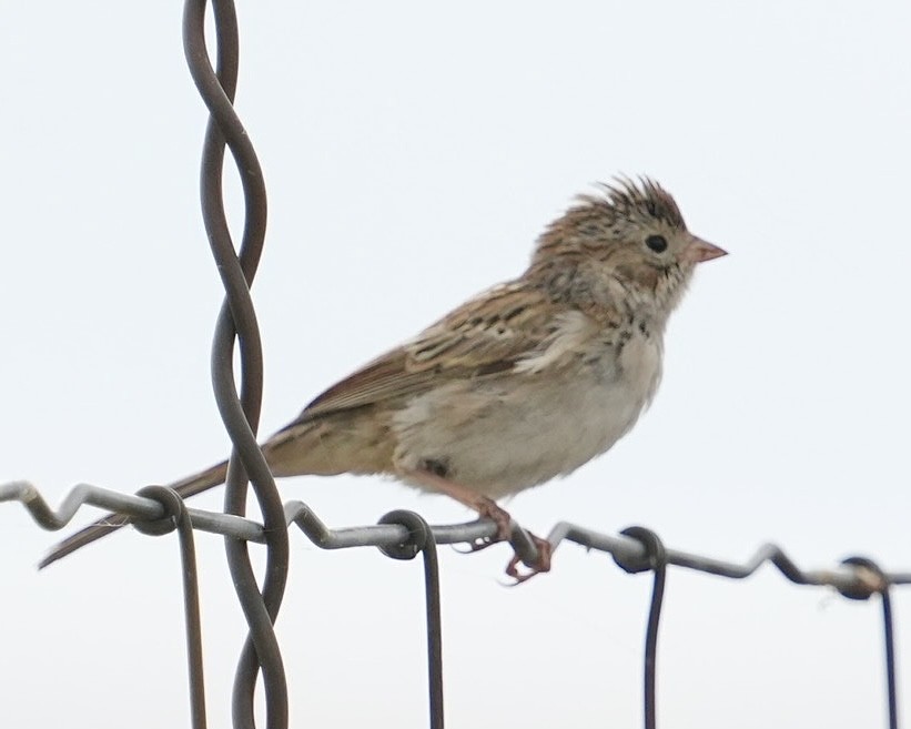 Brewer's Sparrow - ML623309542
