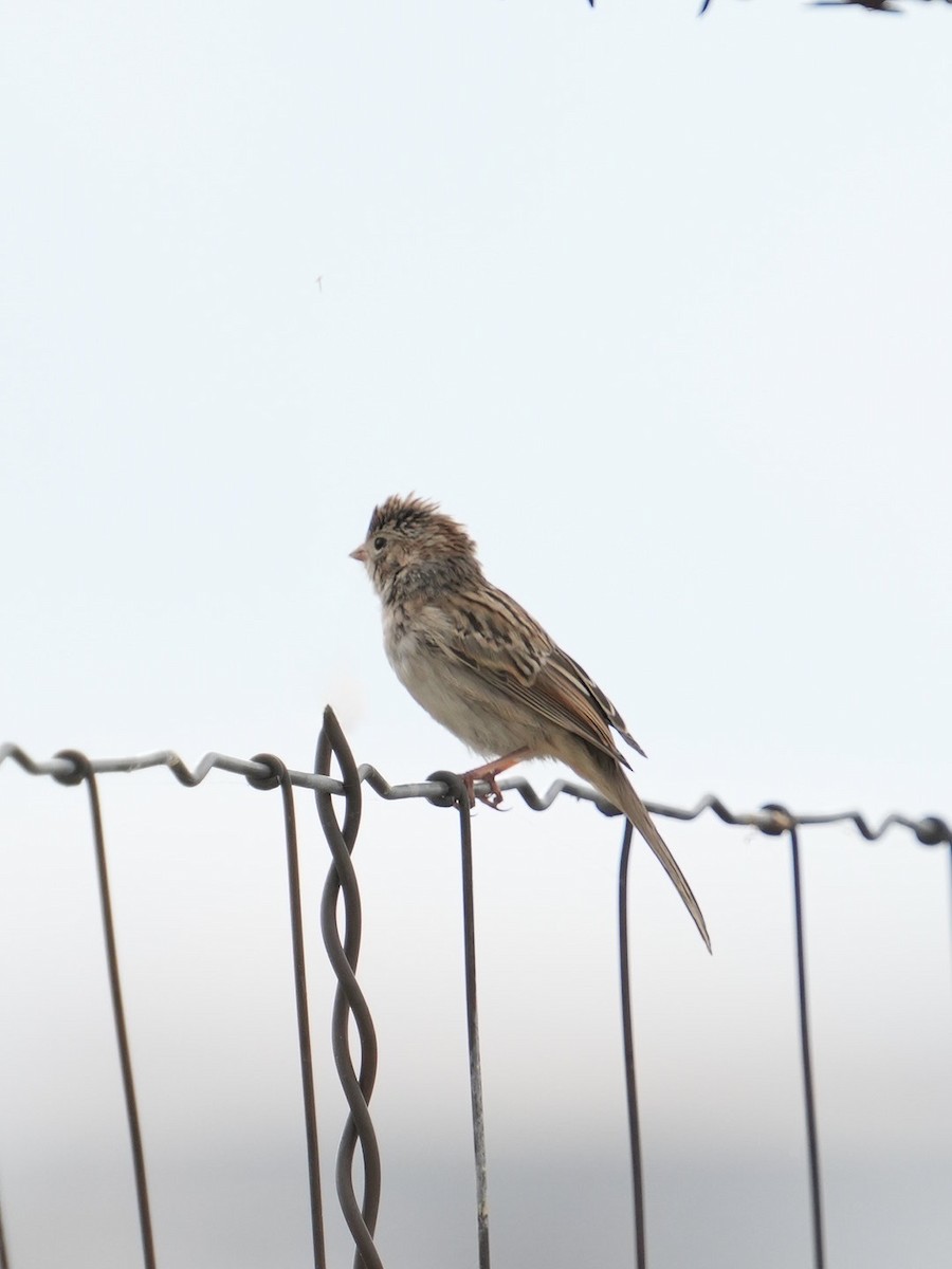 Brewer's Sparrow - ML623309543