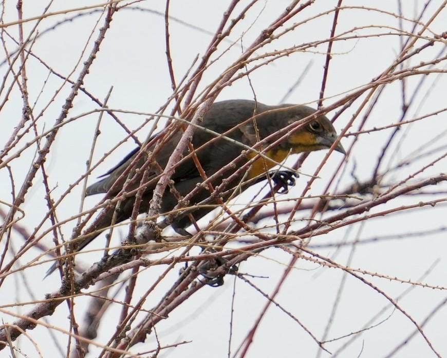 Yellow-headed Blackbird - ML623309549