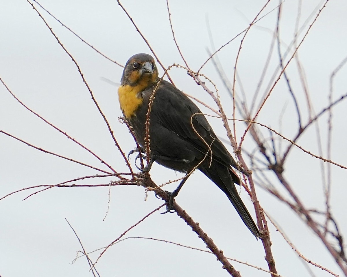 Yellow-headed Blackbird - ML623309550