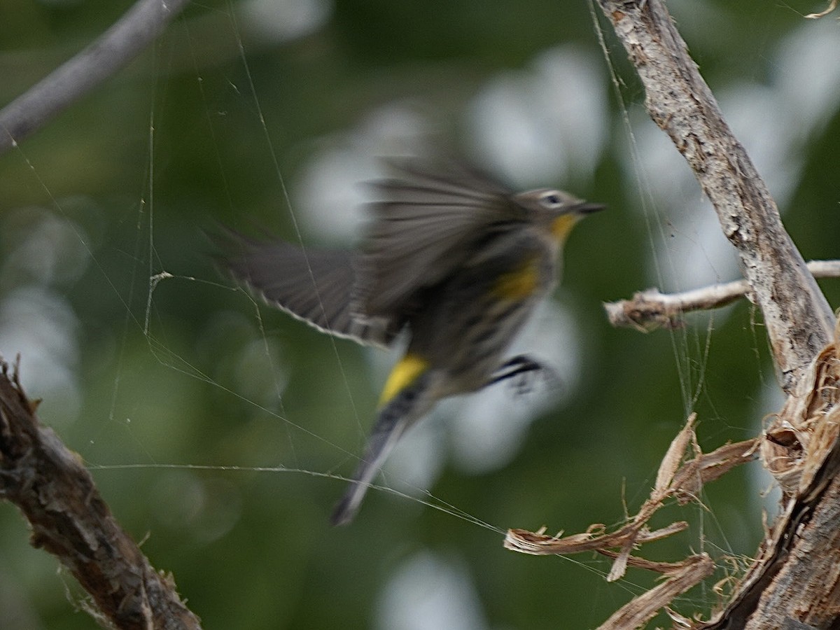 Yellow-rumped Warbler - ML623309571