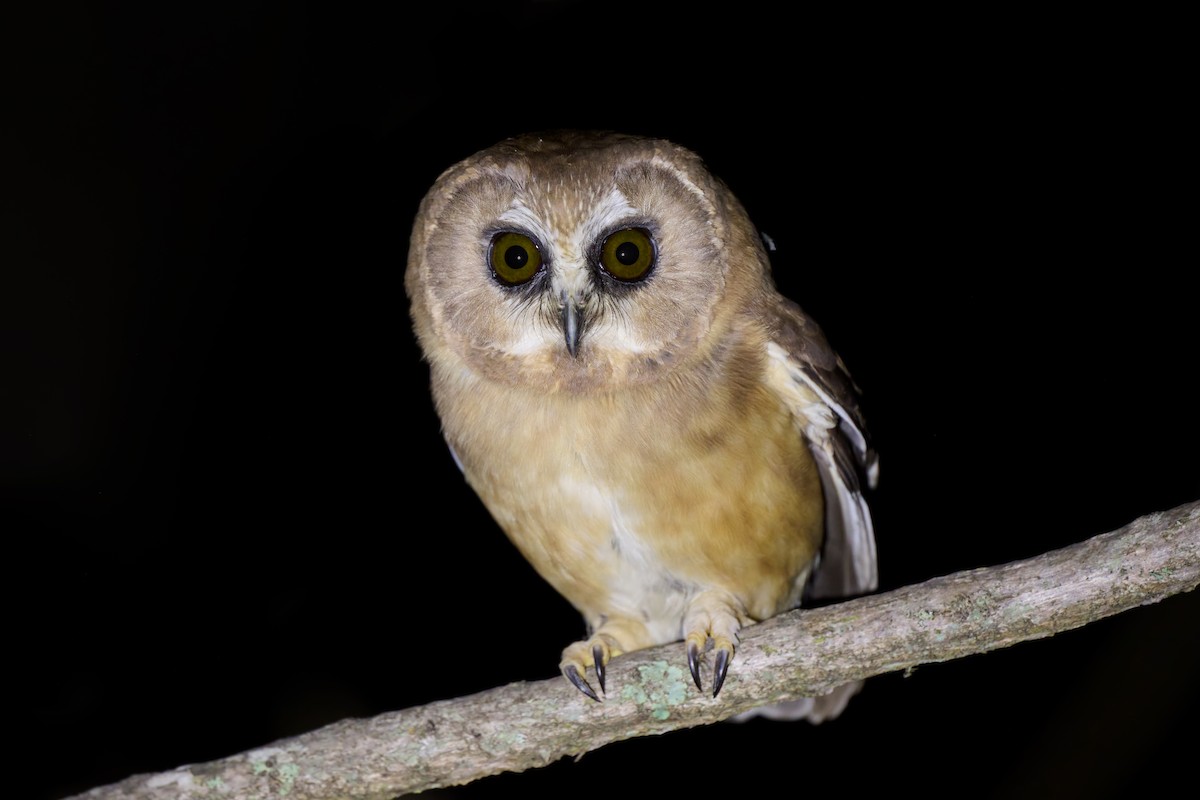 Unspotted Saw-whet Owl - ML623309626