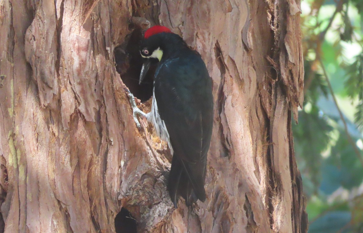 Acorn Woodpecker - ML623309627