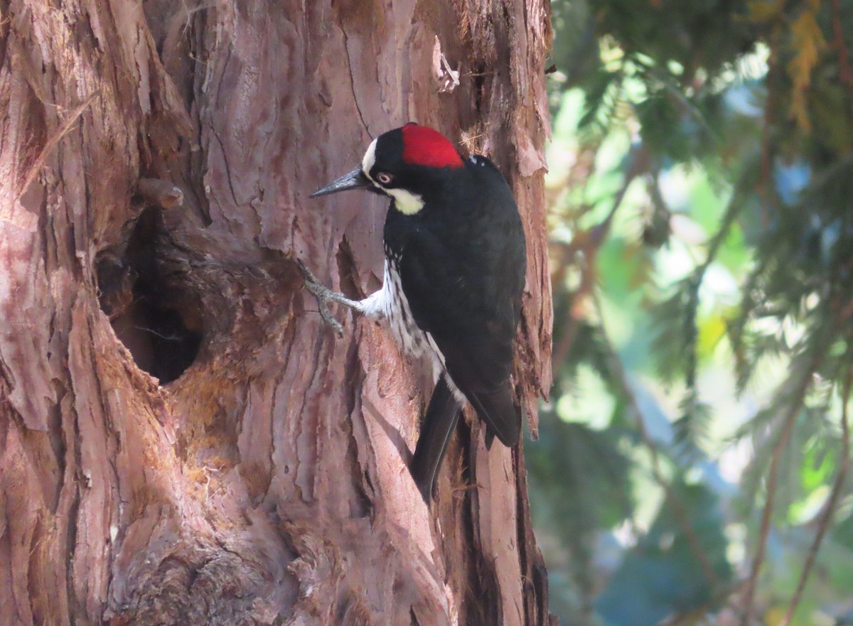 Acorn Woodpecker - ML623309628