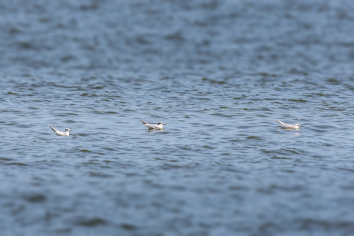 Forster's Tern - ML623309634