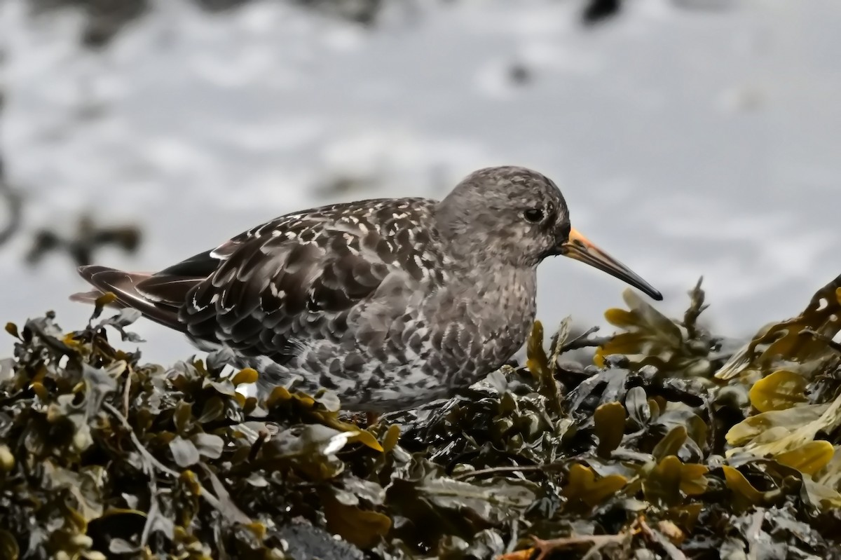 Meerstrandläufer - ML623309635