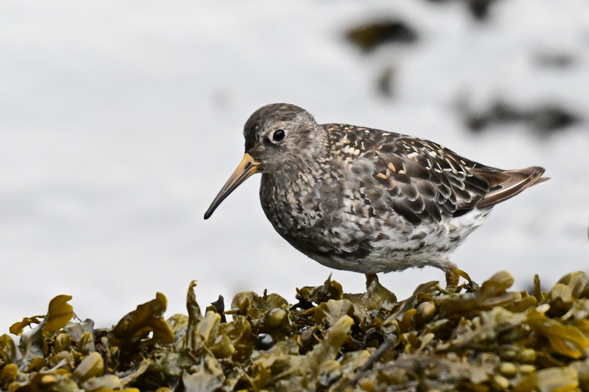 Meerstrandläufer - ML623309636