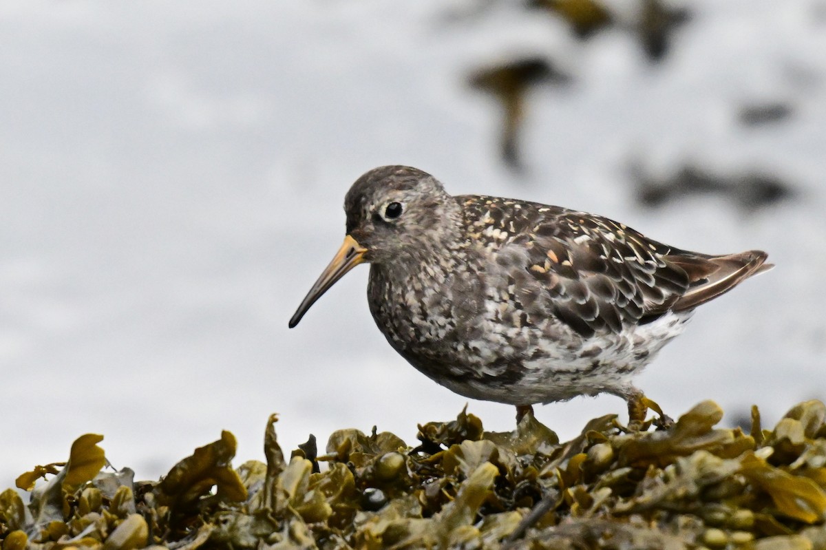 Meerstrandläufer - ML623309637