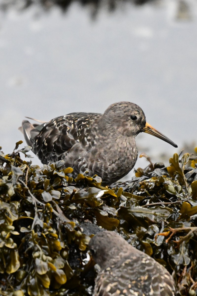 Purple Sandpiper - James Cosgrove