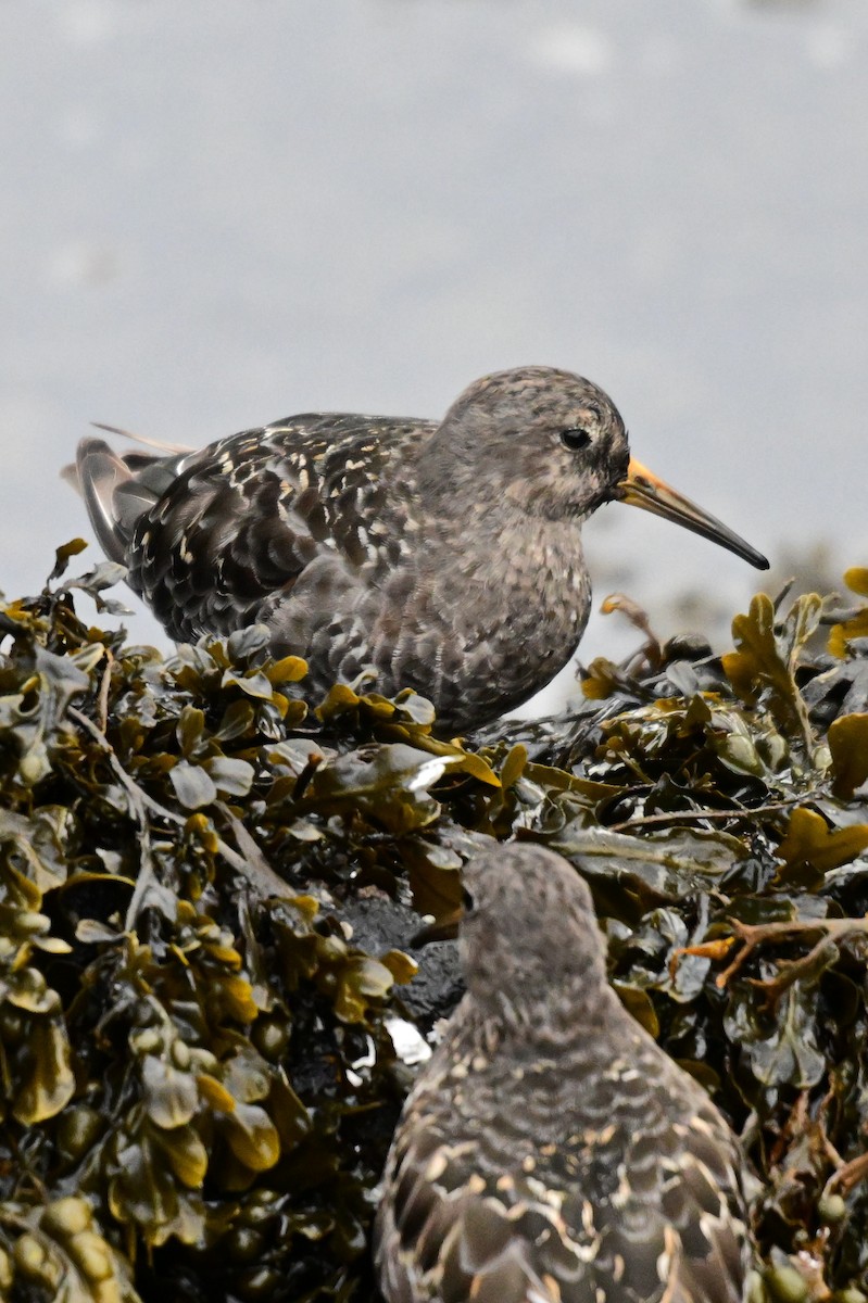 Meerstrandläufer - ML623309640