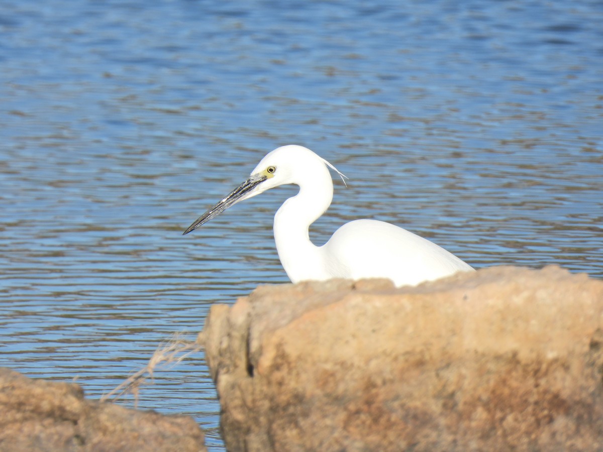 Little Egret - ML623309654