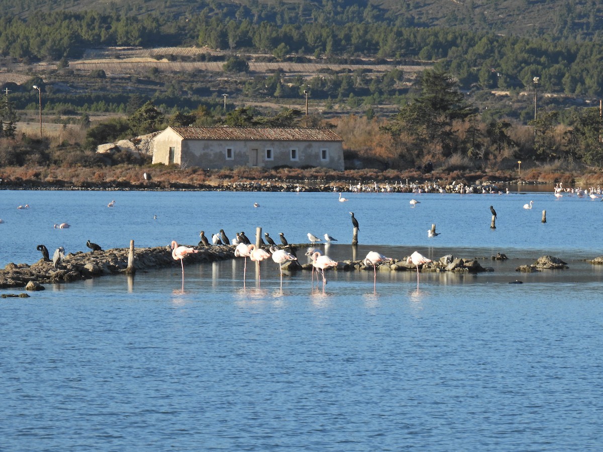 Greater Flamingo - ML623309661