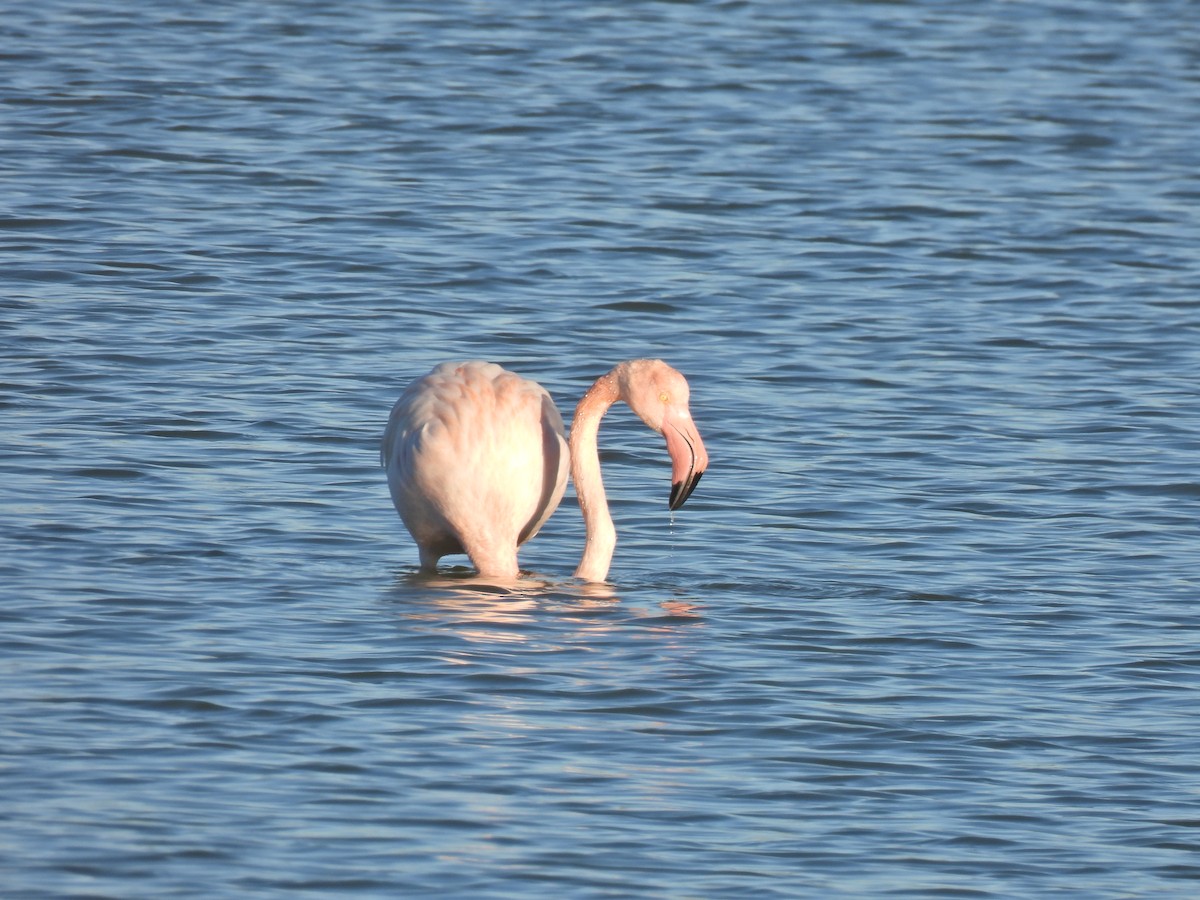 Greater Flamingo - ML623309662