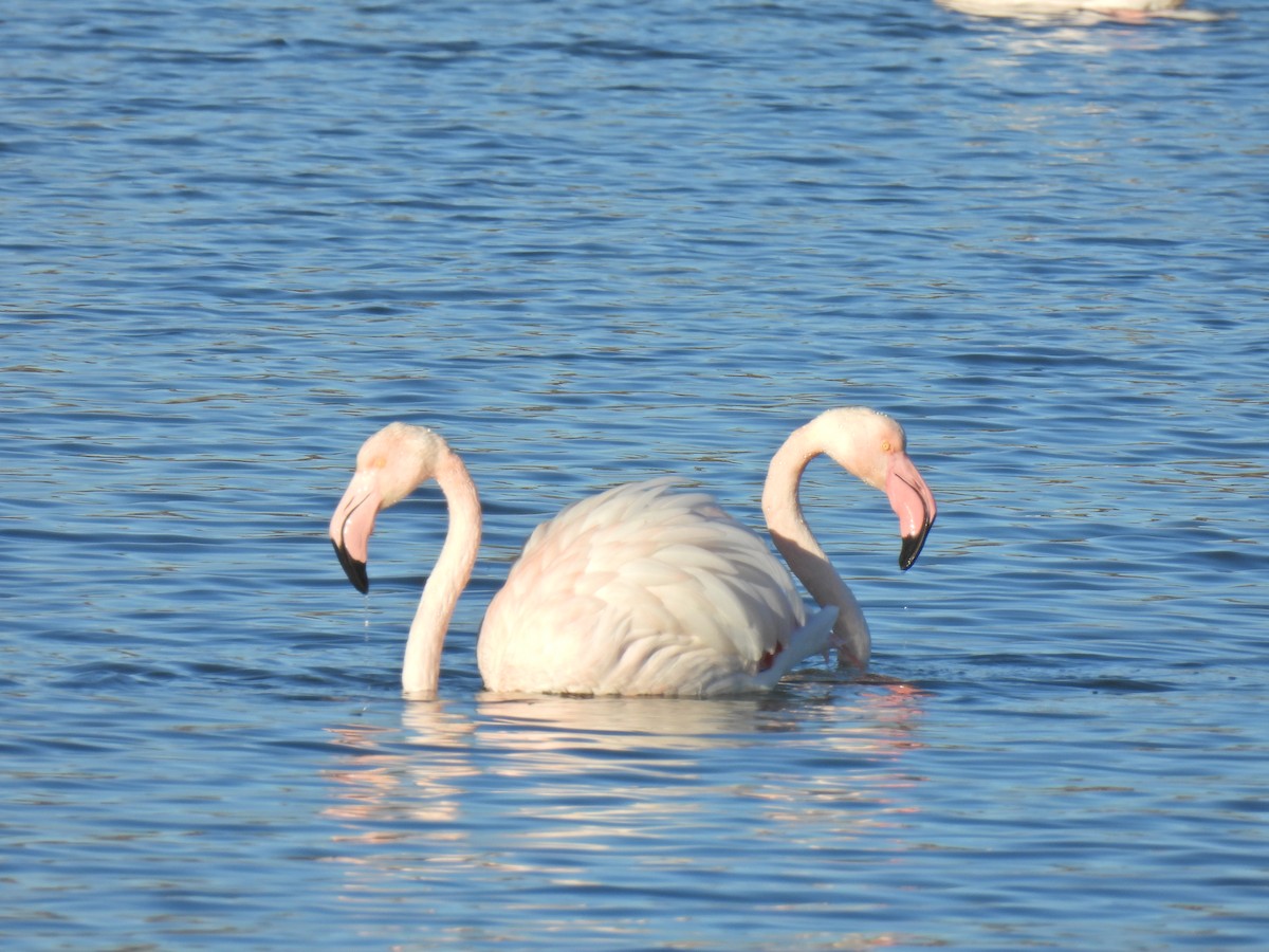 Greater Flamingo - ML623309663