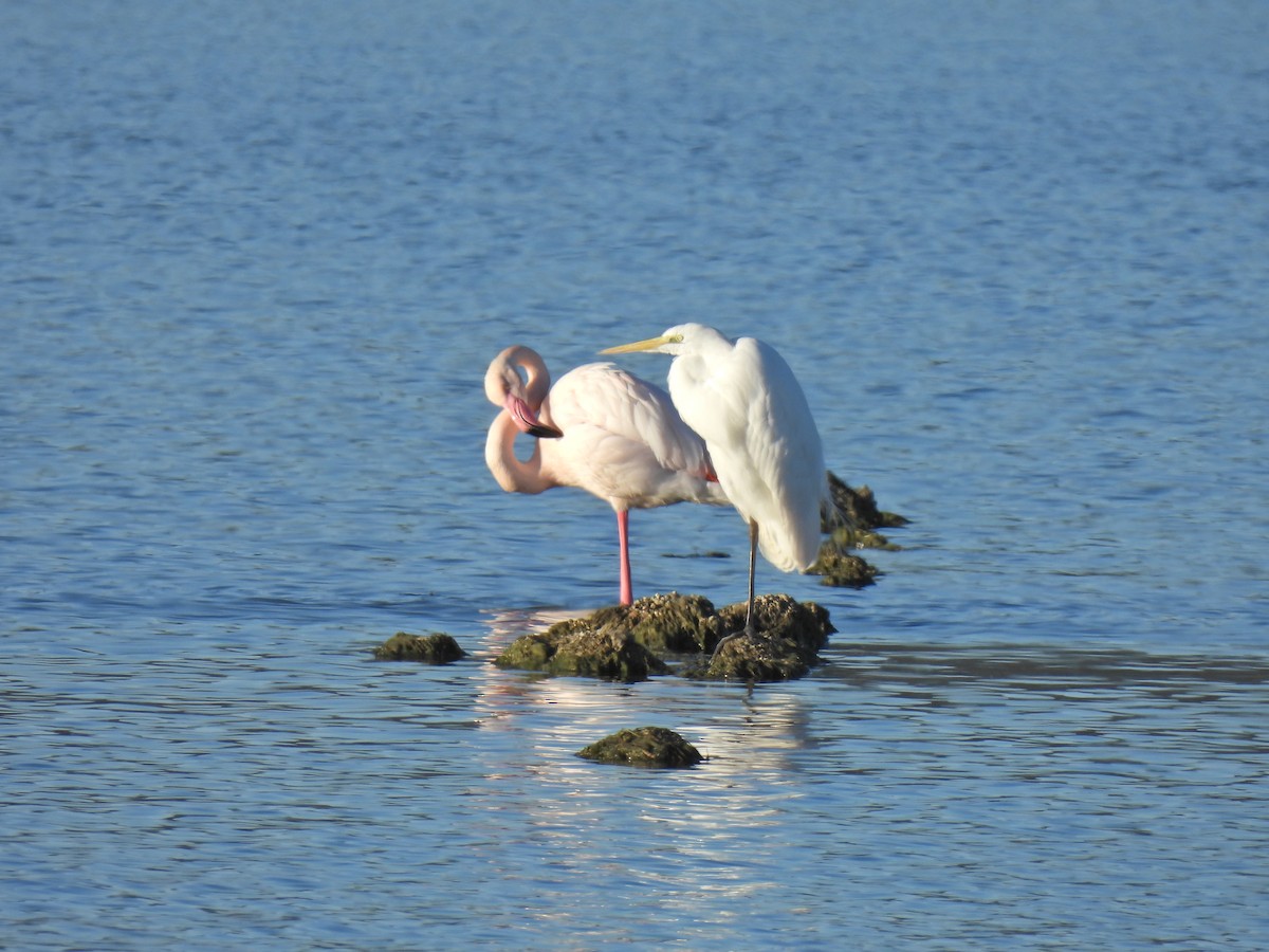 Great Egret - Pierre Alquier