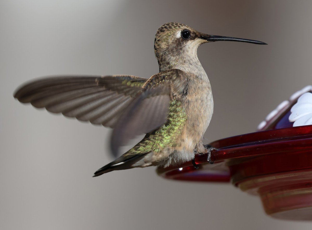 Black-chinned Hummingbird - ML623309699