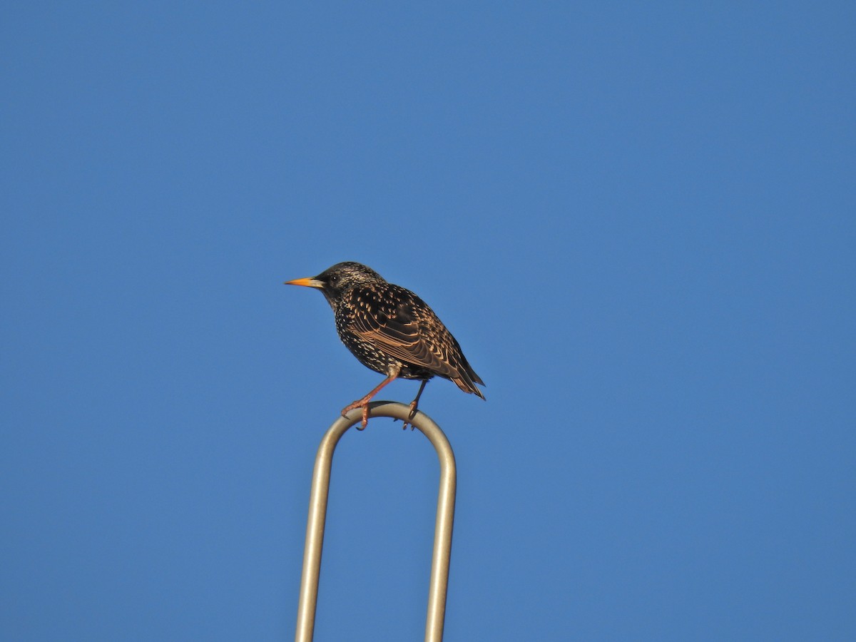 European Starling - ML623309700