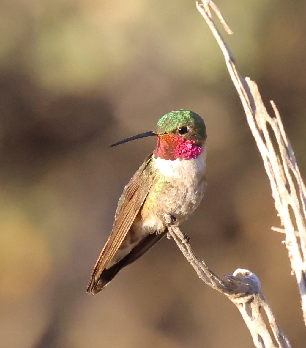 Broad-tailed Hummingbird - ML623309704