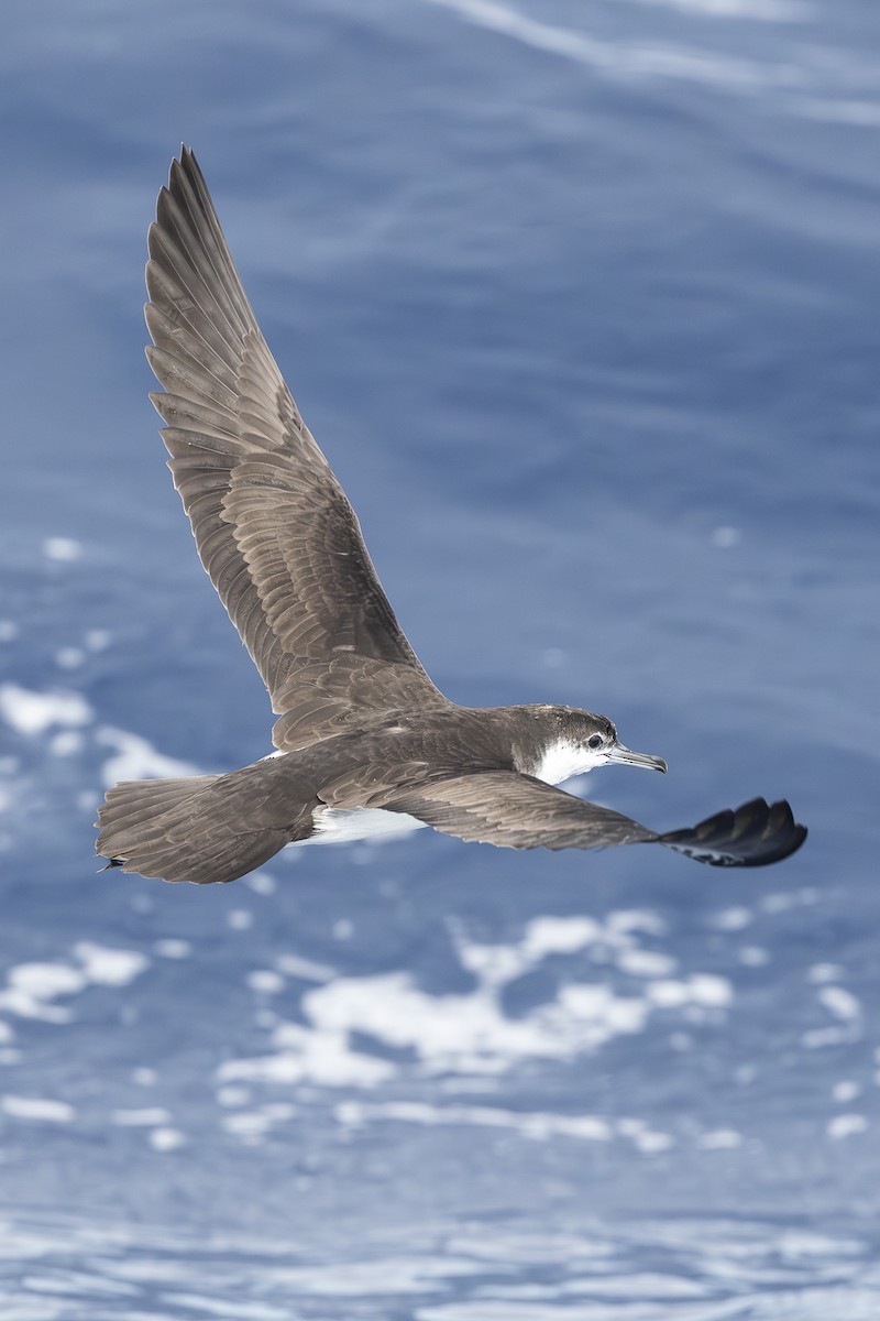 Audubon's Shearwater - ML623309726