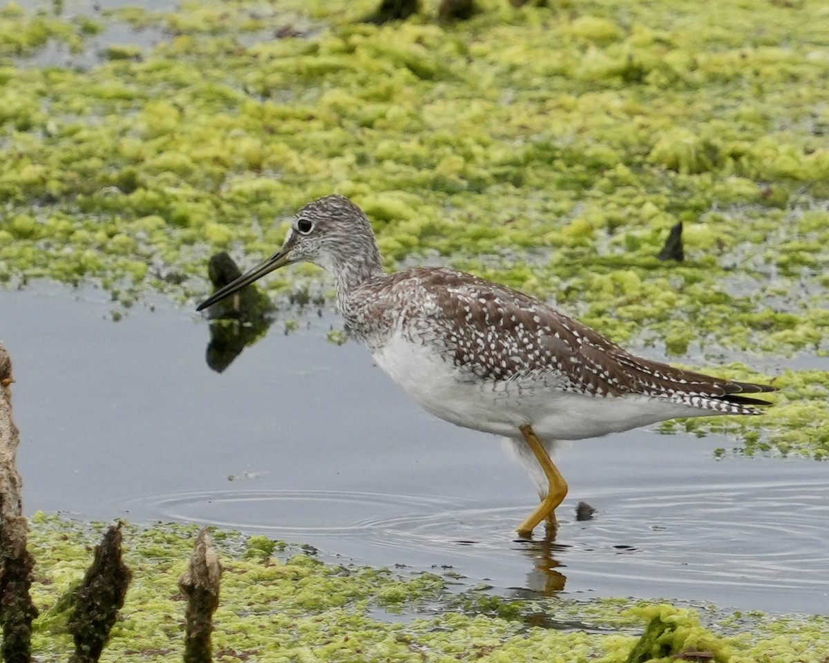 Greater Yellowlegs - ML623309774