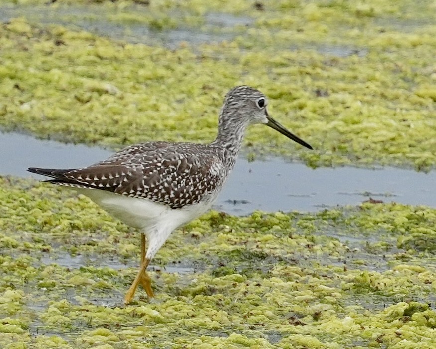 Greater Yellowlegs - ML623309777