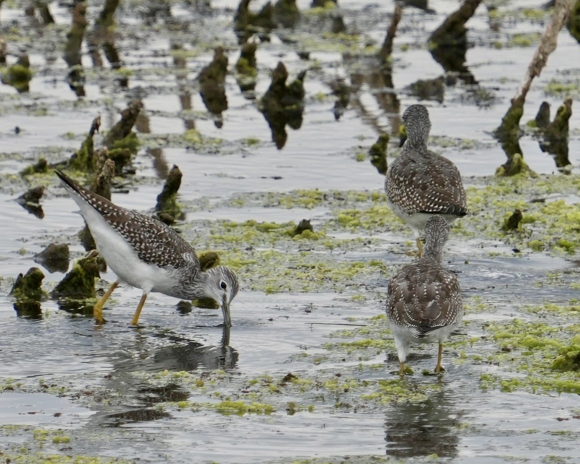 Greater Yellowlegs - ML623309778