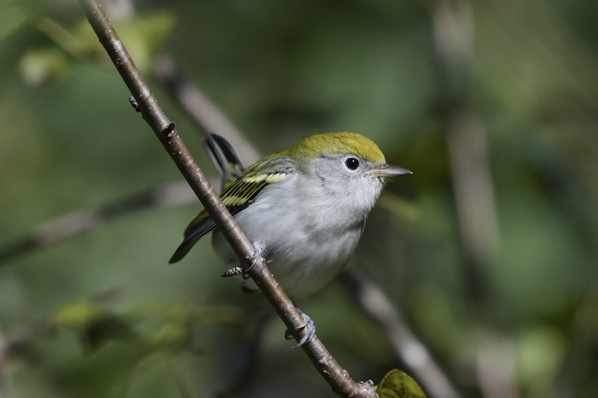 Chestnut-sided Warbler - Andy Nguyen