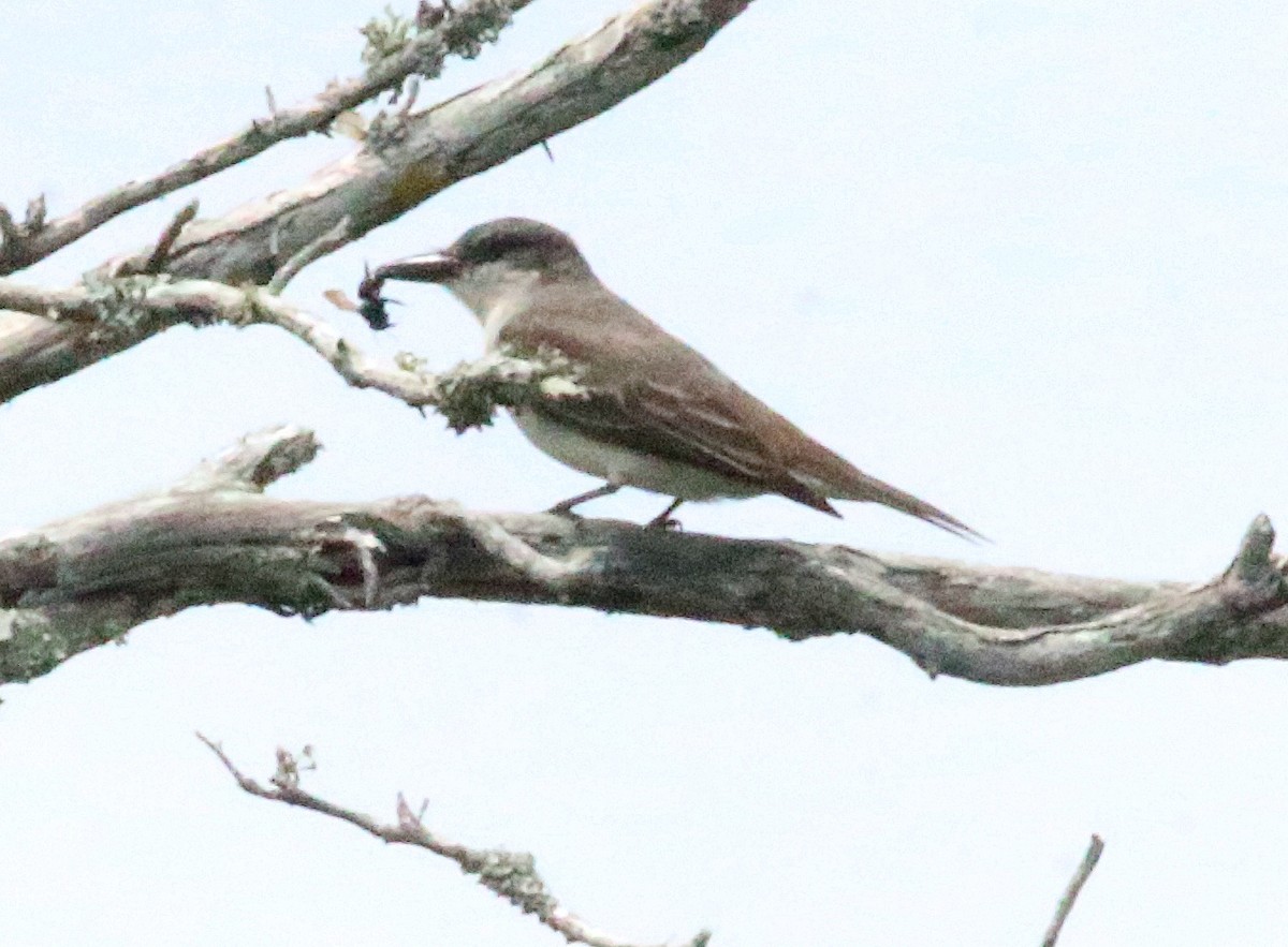 Gray Kingbird - Charity Hagen