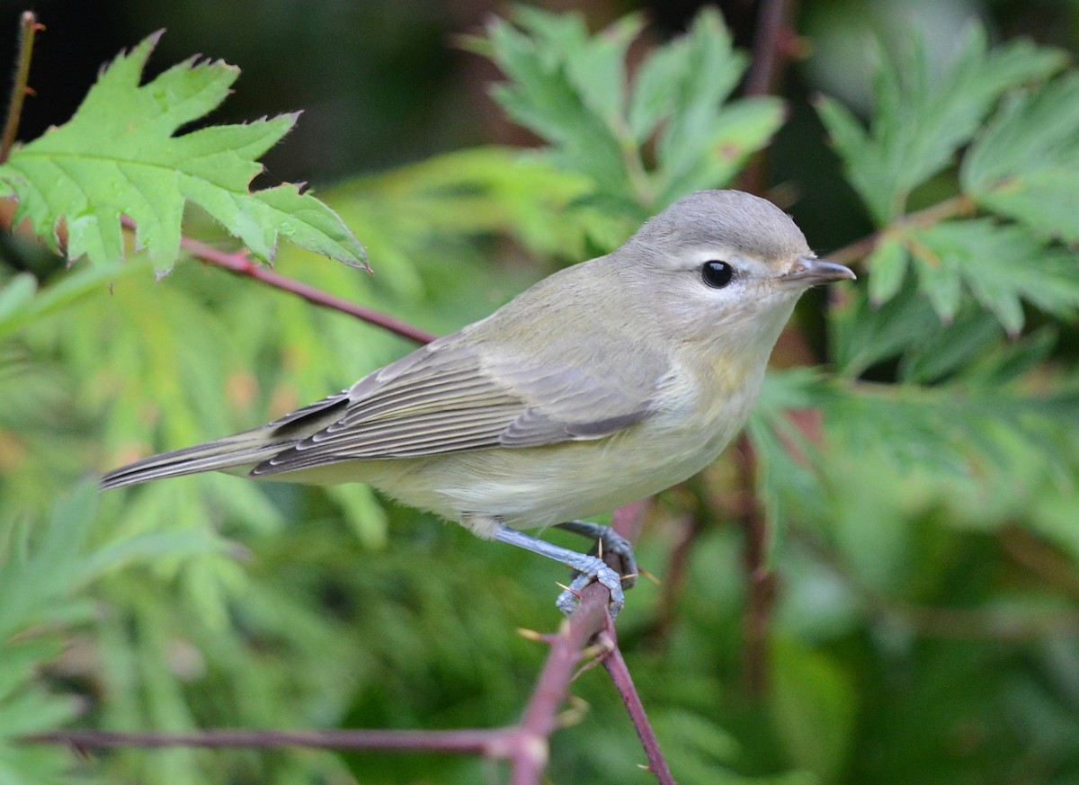 Warbling Vireo - ML623309822