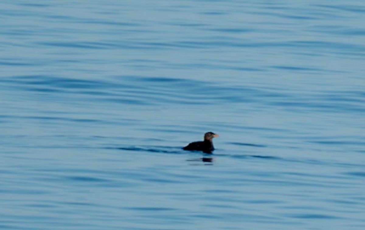 Rhinoceros Auklet - ML623309841