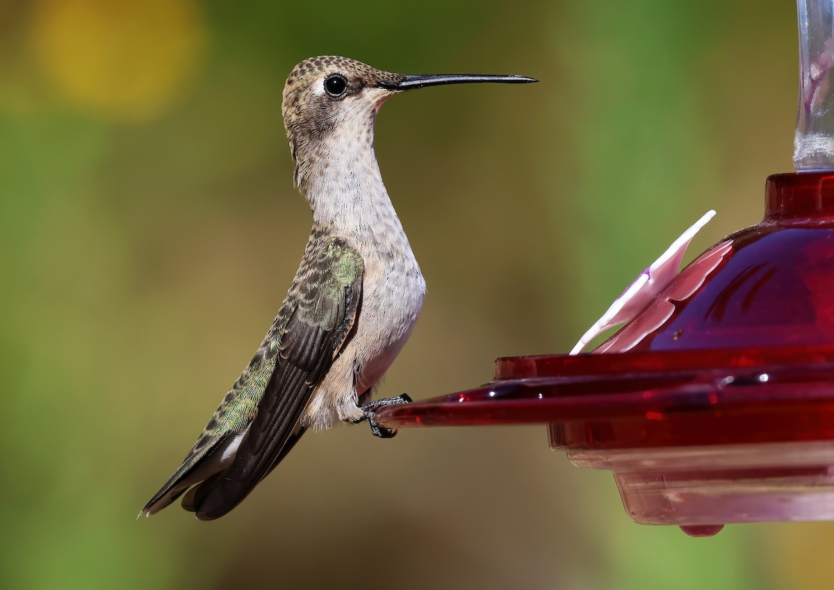 Black-chinned Hummingbird - ML623309842