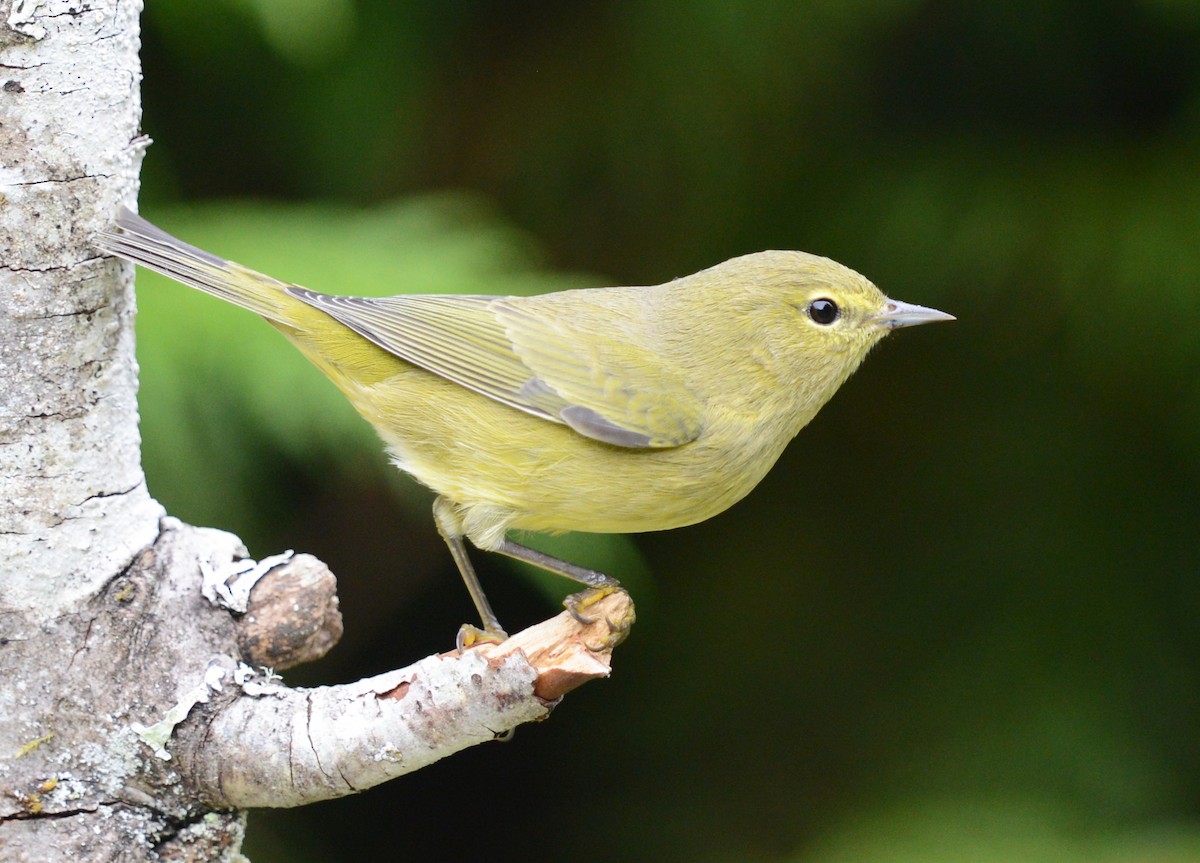 Orange-crowned Warbler - ML623309845