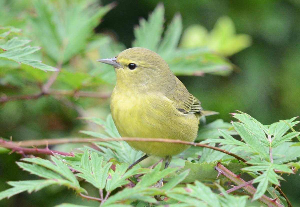 Orange-crowned Warbler - ML623309848