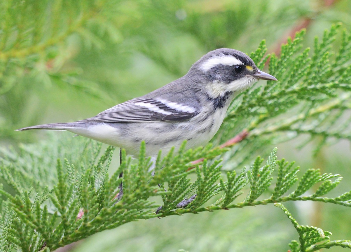 Black-throated Gray Warbler - ML623309855