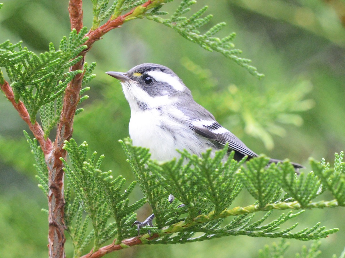 Black-throated Gray Warbler - ML623309857