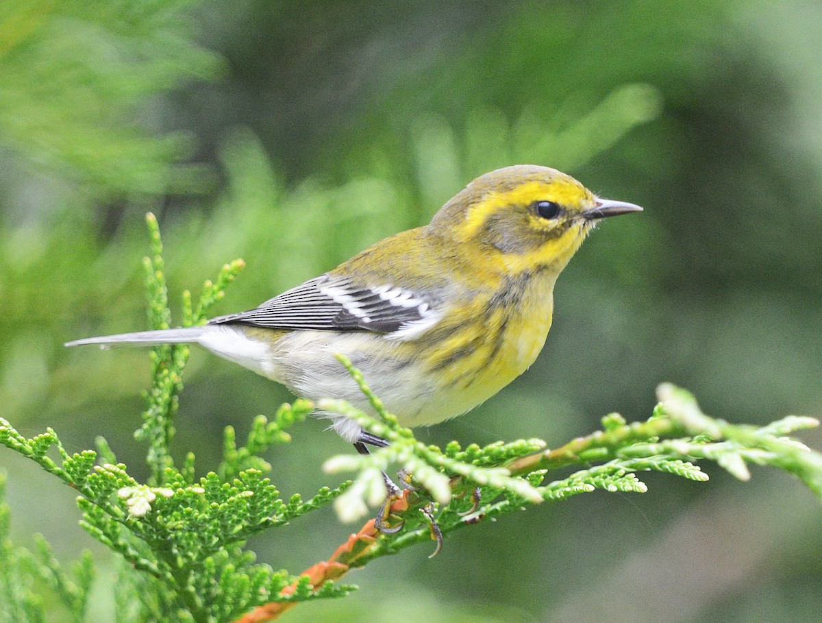 Townsend's Warbler - ML623309867