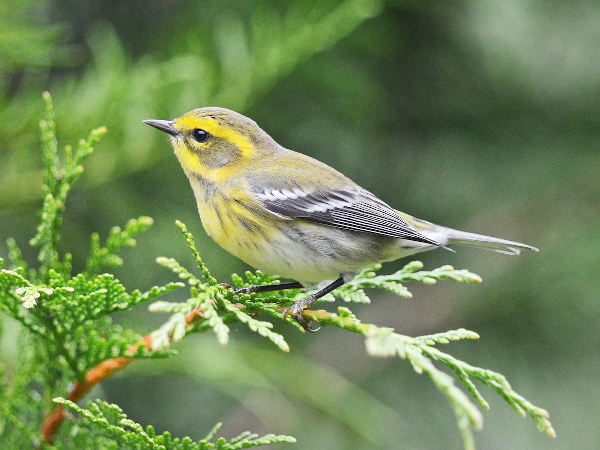 Townsend's Warbler - ML623309874