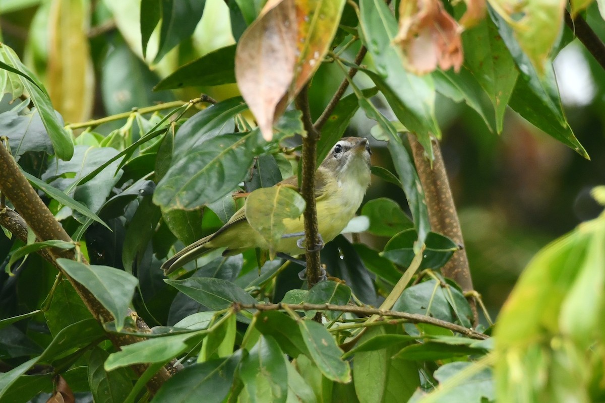 Brown-capped Vireo - ML623309879