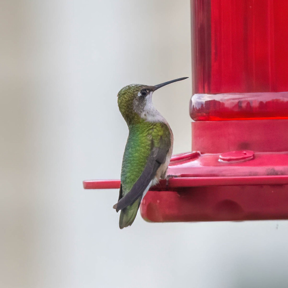 Ruby-throated Hummingbird - ML623309887