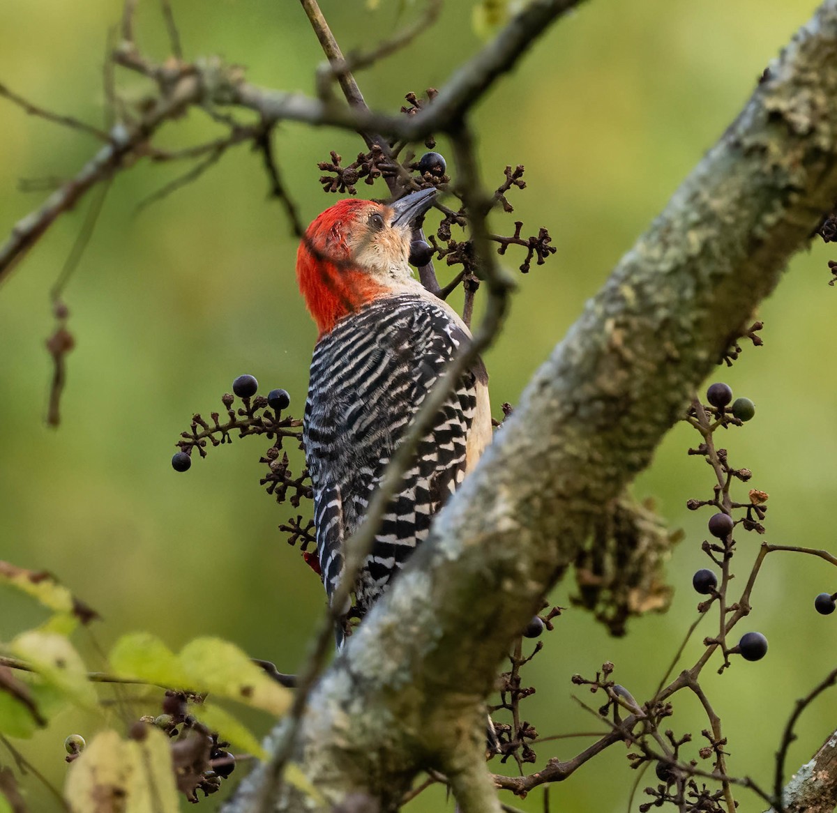 Red-bellied Woodpecker - ML623309897