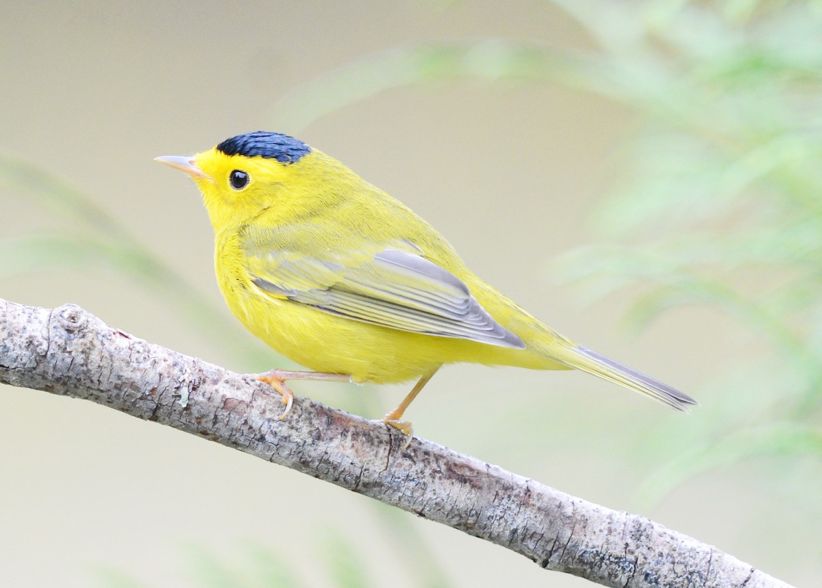 Wilson's Warbler - ML623309920