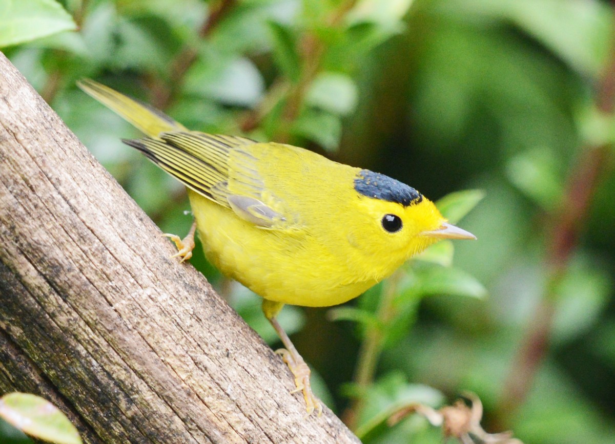 Wilson's Warbler - ML623309932