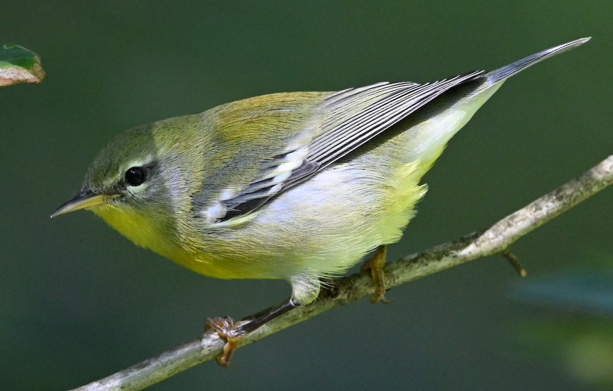 Northern Parula - ML623309939