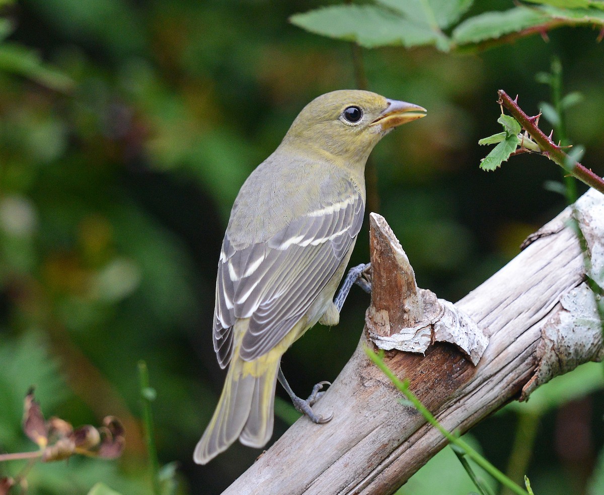 Western Tanager - ML623309944