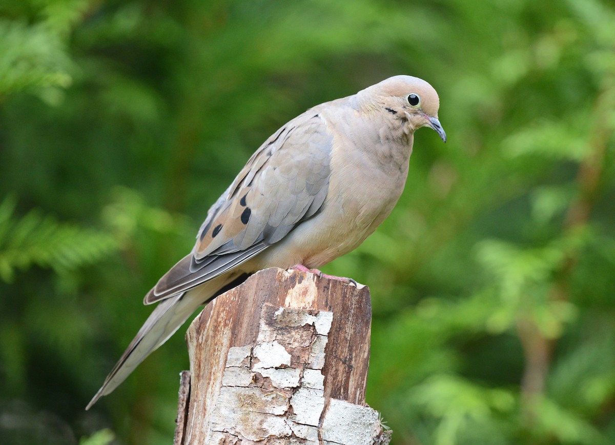 Mourning Dove - ML623309985