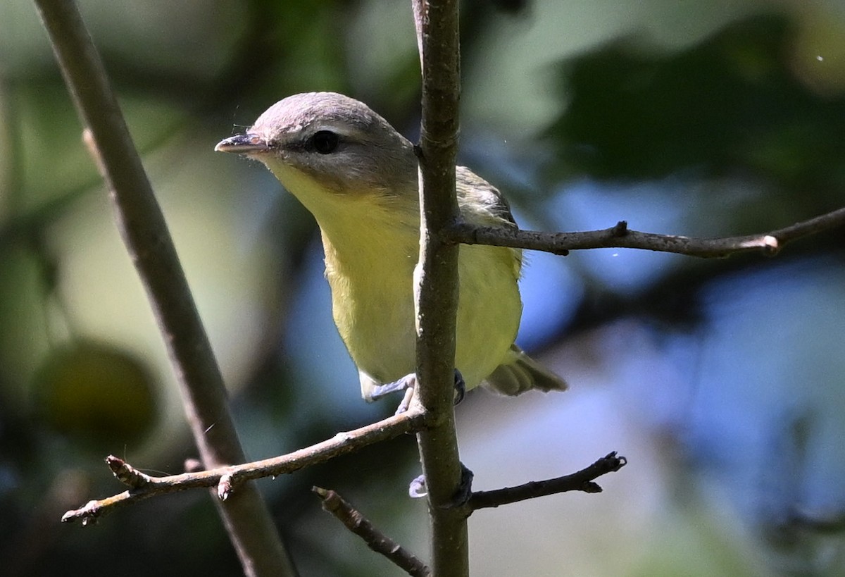 Philadelphia Vireo - ML623310001