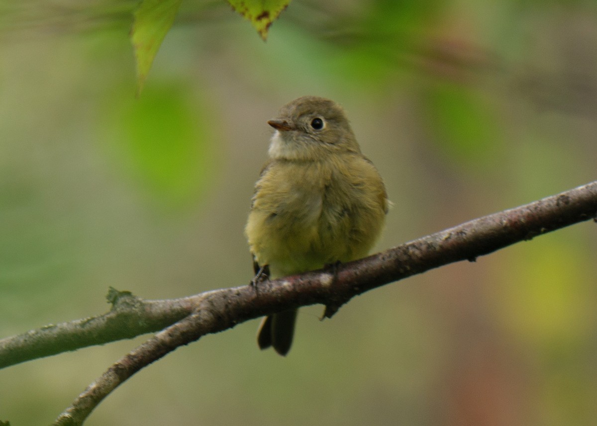 Hammond's Flycatcher - ML623310002